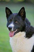 Domestic dog, Karelian bear dog, male, portrait
