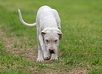Domestic dog, Dogo Argentino, puppy