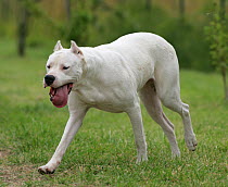 Domestic dog, Dogo Argentino, walking