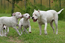 Domestic dog, Dogo Argentino, female and three puppies