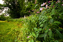 Himalayan Balsam (Impatiens glandulifera) growing in damp ground near to the River Usk, Wales.