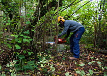 Man with chainsaw coppicing Hazel (Corylus avellana) tree to help improve biodiversity in the woodland, Wales, October 2009. Model released.