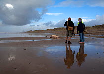 Scientists from the Welsh Marine Environmental Monitoring team and ranger from Kenfig Nature Reserve looking at the carcass of Sowerby's Beaked Whale (Mesoplodon bidens), washed up on the coast near P...