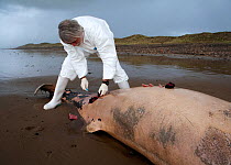 Scientist from the Welsh Marine Environmental Monitoring team dissecting the carcass of Sowerby's Beaked Whale (Mesoplodon bidens) washed up on beach near Porthcawl to try to determine the cause of de...