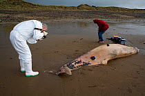 Scientists from the Welsh Marine Environmental Monitoring team photographing the carcass of Sowerby's Beaked Whale (Mesoplodon bidens) washed up on beach near Porthcawl to try to determine the cause o...