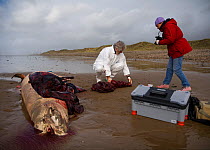 Scientists from the Welsh Marine Environmental Monitoring team dissecting the carcass of a Sowerby's Beaked Whale (Mesoplodon bidens) washed up on beach in order to determine cause of death. Near Port...