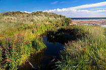 Freshwater stream cutting through dunes to Bamburgh Beach, Northumberland Coast Area of Outstanding Natural Beauty (AONB), England, July 2010.