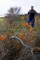 Volunteers and local council staff clearing Common sea buckthorn (Hippophae rhamnoides), which spreads rapidly and smothers sensitive dune plant communities, Newton Burrows (a provisional LNR and part...