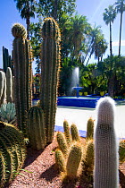 Cacti (Cactaceae) growing in the Jardin Majorelle (Majorelle Garden), Marrakech, Morocco, March 2010.