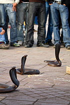 Cobra (Naja) surrounded by crowd of observers, Djemaa el Fna, Marrakech, Morocco, March 2010.