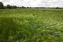 Wind blowing over Wheat (Triticum genus) field in summer, England, July 2009.
