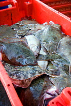 Crate of fish, mostly European plaice (Pleuronectes platessa). Devon, England, April 2010.