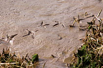 Bird footprints in mud, River Severn, Gloucestershire, England.