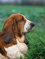 Domestic dog, Basset Hound portrait outdoors