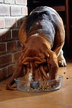 Domestic dog, Basset Hound feeding from bowl