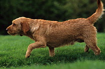 Domestic dog, Tawny Brittany Basset, walking over grass