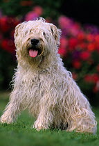 Domestic dog, Soft-Coated Wheaten Terrier, sitting in garden