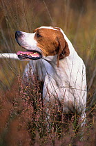 Domestic dog, English Pointer amongst vegetation, tan and white