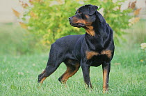Domestic dog, Rottweiler, outdoors