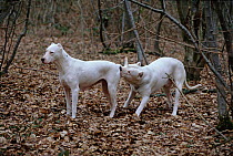 Domestic dog, Dogo Argentino, male sniffing female's bottom, mating ritual