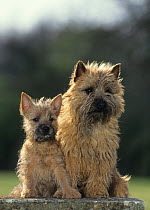 Domestic dog, Cairn terrier, female and puppy