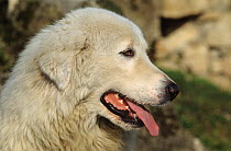 Domestic dog, Maremma Sheepdog, / Pastore Abruzzese, portrait