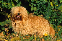 Domestic dog, Havanese / Havana Silk Dog amongst vegetation