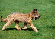 Domestic dog, Briard, male puppy, seven months, trotting