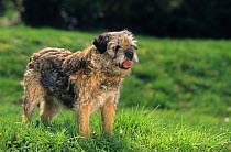 Domestic dog, Border Terrier, on grass
