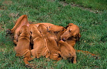 Domestic dog, Hungarian Vizsla / Magyar Vizsla, female with suckling puppies