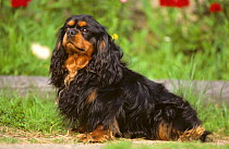 Domestic dog, Cavalier King Charles Spaniel, black and tan, sitting
