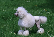 Domestic dog, Poodle
