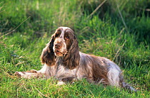 Domestic dog, English Cocker Spaniel, brown and white, lying, outdoors