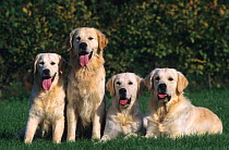 Domestic dog, Golden Retriever, four dogs outdoors