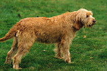 Domestic dog, Tawny Brittany Griffon, wire haired