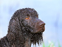 Domestic dog, Irish Water Spaniel, portrait