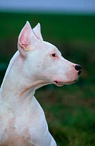 Domestic dog, Dogo Argentino, portrait, ears erect