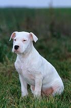 Domestic dog, Dogo Argentino, puppy, sitting portrait
