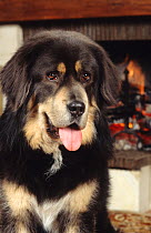 Domestic dog, Tibetan Mastiff, black tan colour, sitting in front of a fireplace