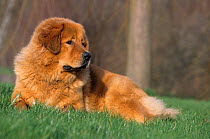 Domestic dog, Tibetan Mastiff, gold colour, resting on grass