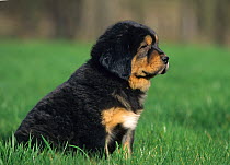 Domestic dog, Tibetan Mastiff, puppy, black and tan colour, sitting on grass