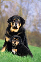 Domestic dog, Tibetan Mastiff, female and puppy, black and tan colour, sitting on grass