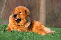 Domestic dog, Tibetan Mastiff, gold colour, outdoors