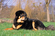 Domestic dog, Tibetan Mastiff, black and tan colour, outdoors