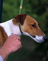 Domestic dog, Smooth fox terrier, grooming, trimming the hair