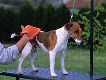 Domestic dog, Smooth fox terrier, grooming,