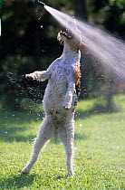 Domestic dog, Wire Fox Terrier, jumping up to play with water spray