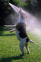 Domestic dog, Wire Fox Terrier, jumping up to play in water spray