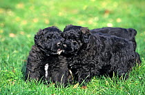 Domestic dog, Bouvier des Flandres, three puppies, outdoors