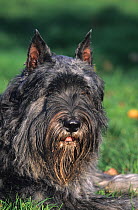 Domestic dog, Bouvier des Flandres, portrait